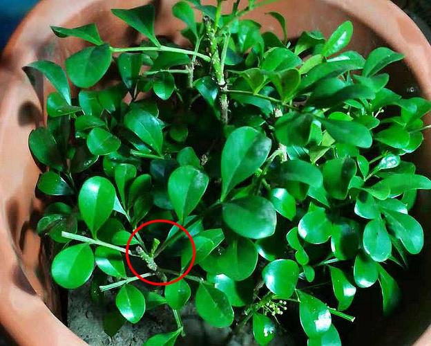 米兰扦插生根最快方法,米兰扦插视频教程?-第6张图片-优品飞百科 米兰扦插生根最快方法,米兰扦插视频教程?-第6张图片-优品飞百科