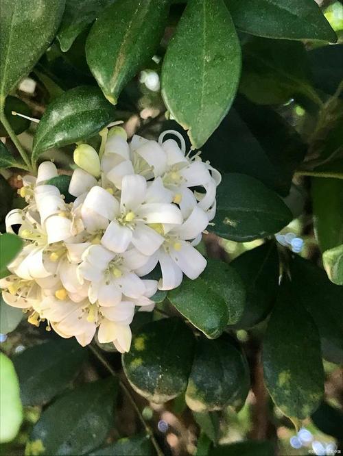 米兰扦插生根最快方法,米兰扦插视频教程?-第7张图片-优品飞百科 米兰扦插生根最快方法,米兰扦插视频教程?-第7张图片-优品飞百科