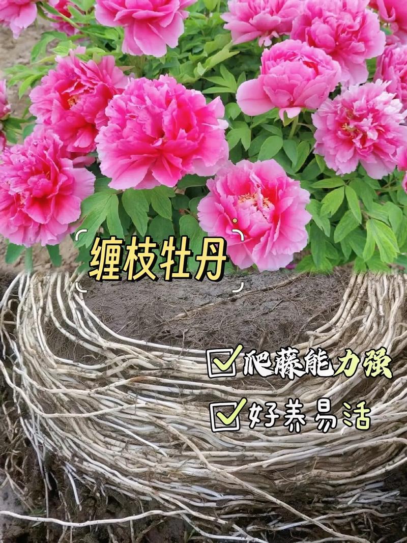 怎么种植牡丹花，牡丹花种植时间？