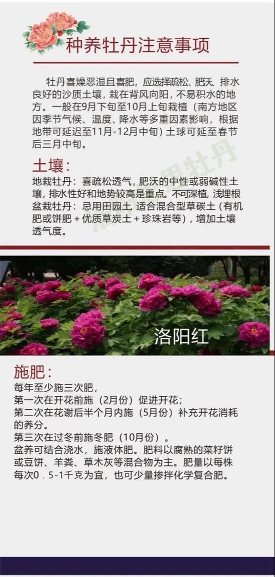 怎么种植牡丹花，牡丹花种植时间？-第2张图片-优品飞百科