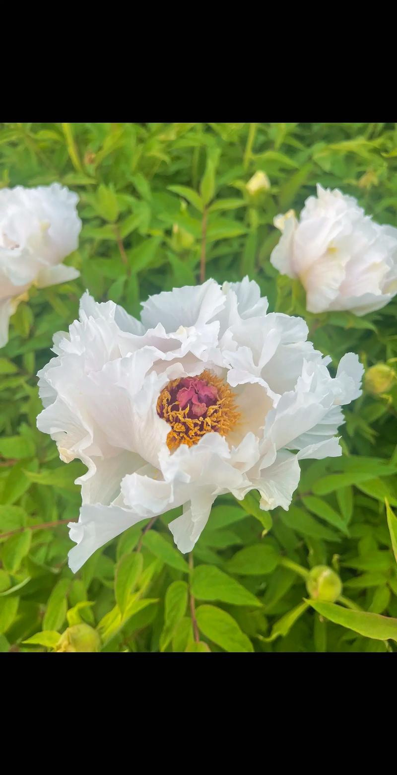 怎么种植牡丹花，牡丹花种植时间？-第3张图片-优品飞百科