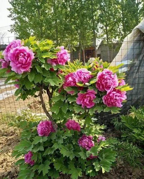 怎么种植牡丹花，牡丹花种植时间？-第4张图片-优品飞百科