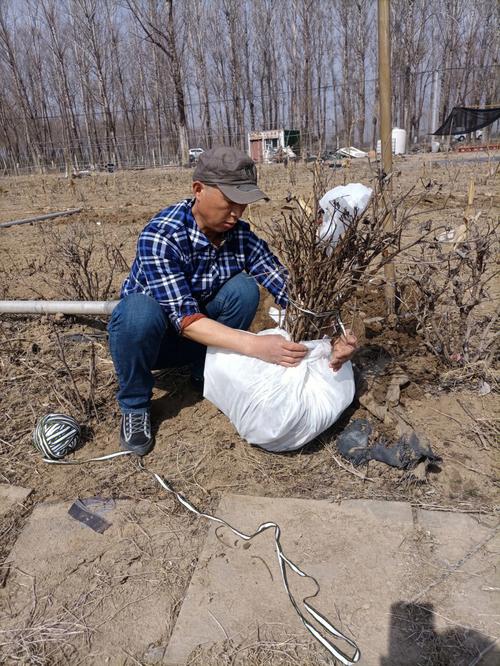 怎么种植牡丹花，牡丹花种植时间？-第5张图片-优品飞百科