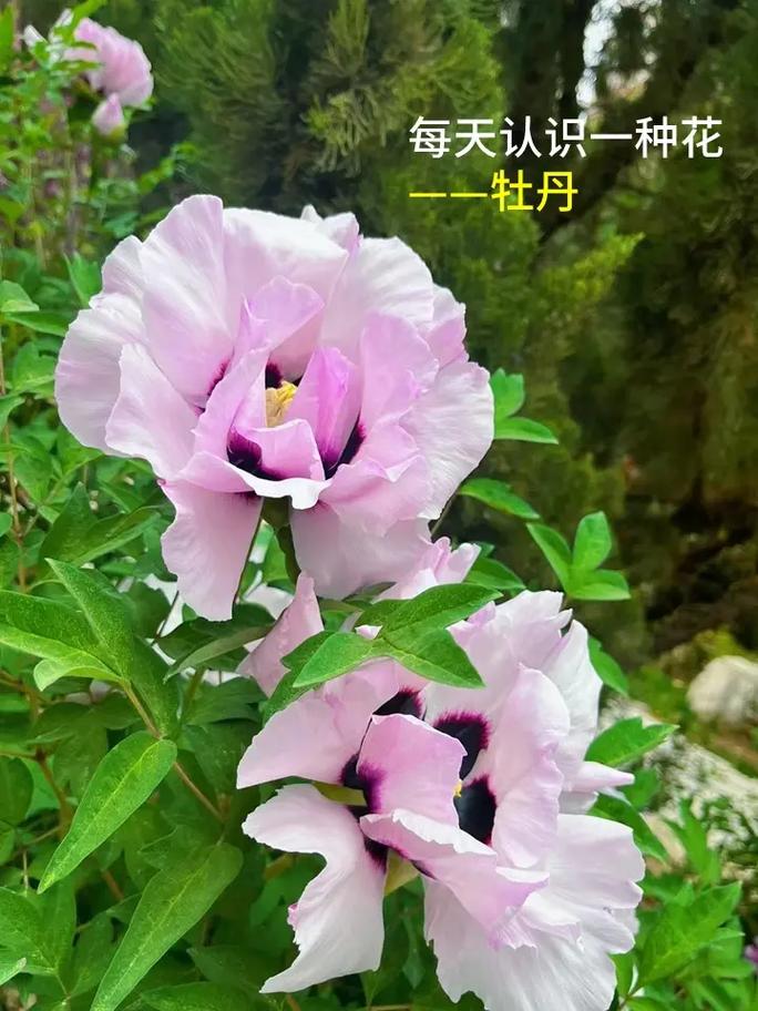 怎么种植牡丹花，牡丹花种植时间？-第7张图片-优品飞百科