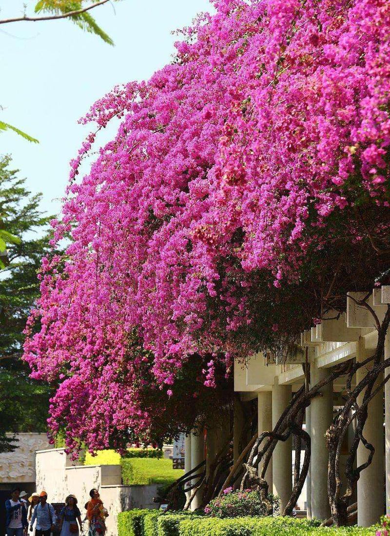 从一片叶到爬满墙，一片片叶子从树上？