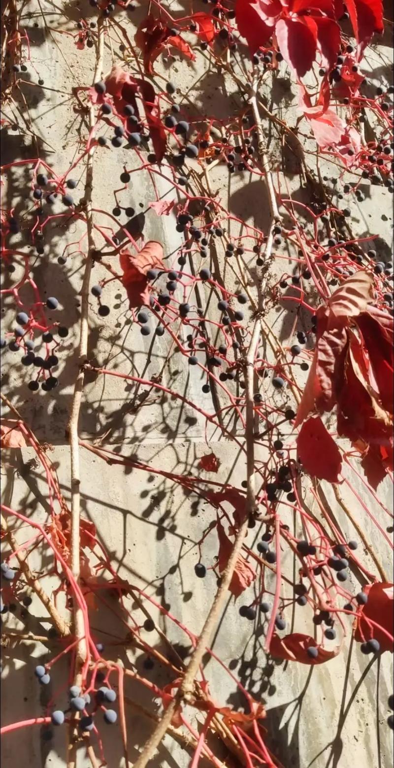 从一片叶到爬满墙,一片片叶子从树上?-第2张图片-优品飞百科 从一片叶到爬满墙,一片片叶子从树上?-第2张图片-优品飞百科