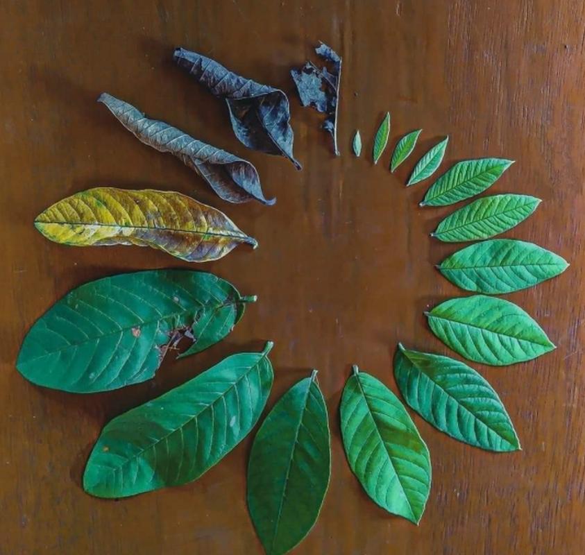 从一片叶到爬满墙,一片片叶子从树上?-第3张图片-优品飞百科 从一片叶到爬满墙,一片片叶子从树上?-第3张图片-优品飞百科