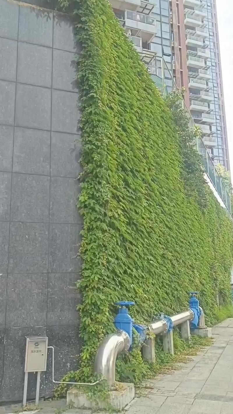 从一片叶到爬满墙,一片片叶子从树上?-第4张图片-优品飞百科 从一片叶到爬满墙,一片片叶子从树上?-第4张图片-优品飞百科