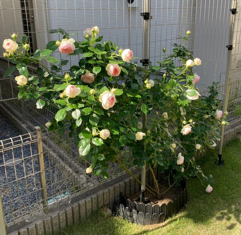 从一片叶到爬满墙,一片片叶子从树上?-第5张图片-优品飞百科 从一片叶到爬满墙,一片片叶子从树上?-第5张图片-优品飞百科