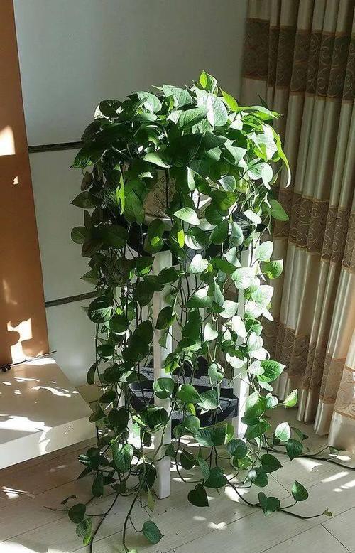 从一片叶到爬满墙,一片片叶子从树上?-第6张图片-优品飞百科 从一片叶到爬满墙,一片片叶子从树上?-第6张图片-优品飞百科