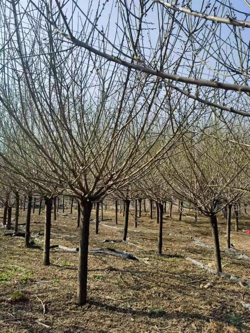 绿萼怎么养长的好，绿萼是什么花？-第2张图片-优品飞百科