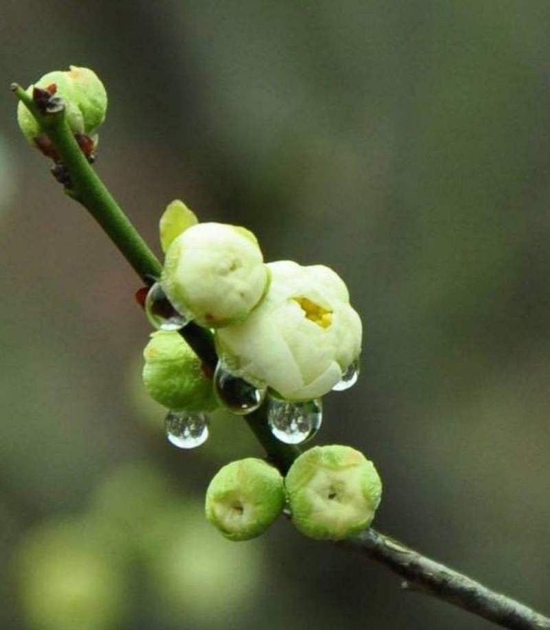 绿萼怎么养长的好，绿萼是什么花？-第3张图片-优品飞百科