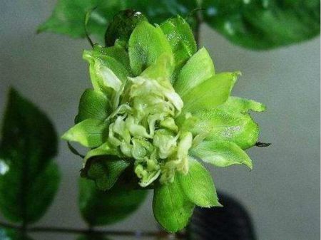 绿萼怎么养长的好，绿萼是什么花？-第4张图片-优品飞百科