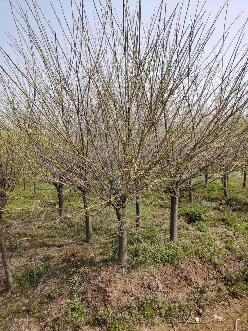 绿萼怎么养长的好，绿萼是什么花？-第5张图片-优品飞百科