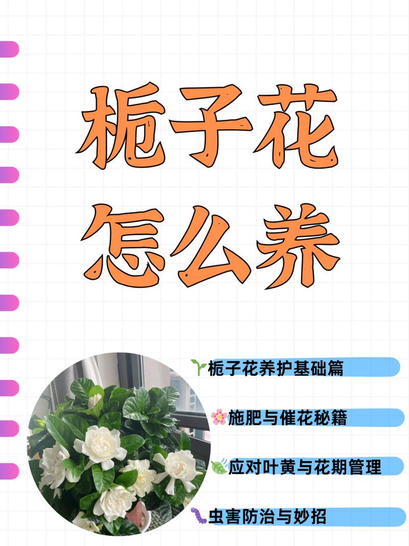 绿萼怎么养长的好，绿萼是什么花？-第7张图片-优品飞百科