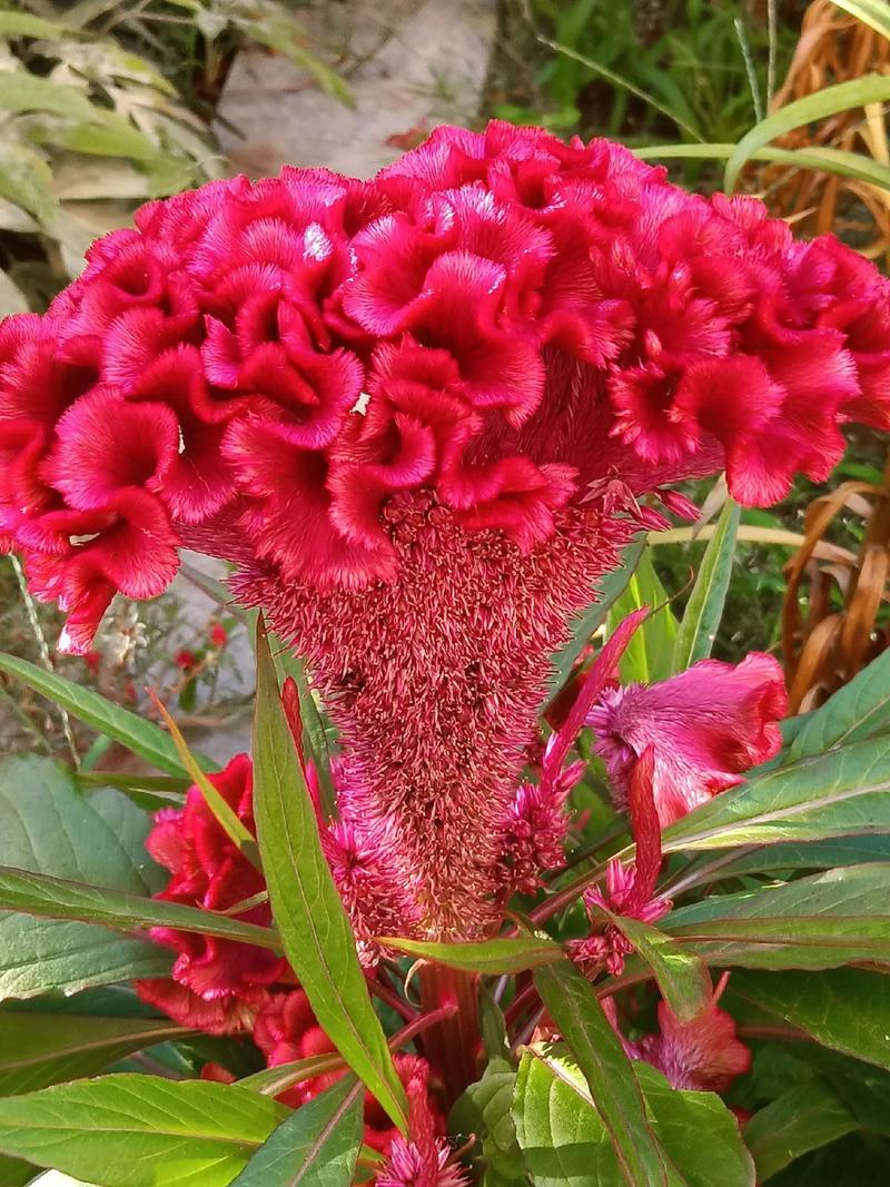 鸡冠花冬天能开吗，鸡冠花冬天怎么养