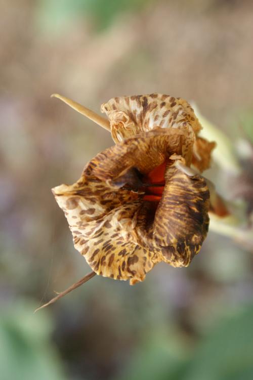 鸡冠花冬天能开吗，鸡冠花冬天怎么养-第2张图片-优品飞百科