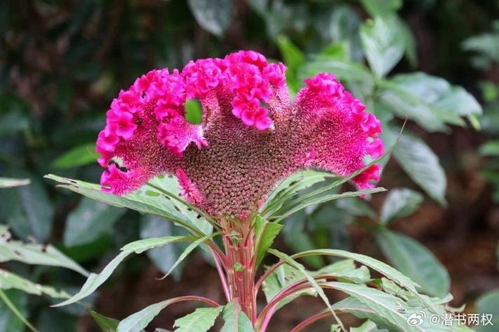 鸡冠花冬天能开吗，鸡冠花冬天怎么养-第3张图片-优品飞百科