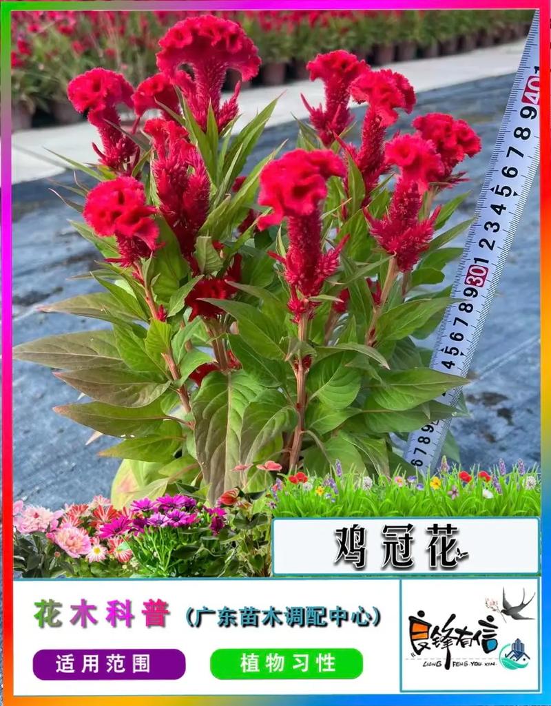 鸡冠花冬天能开吗，鸡冠花冬天怎么养-第4张图片-优品飞百科