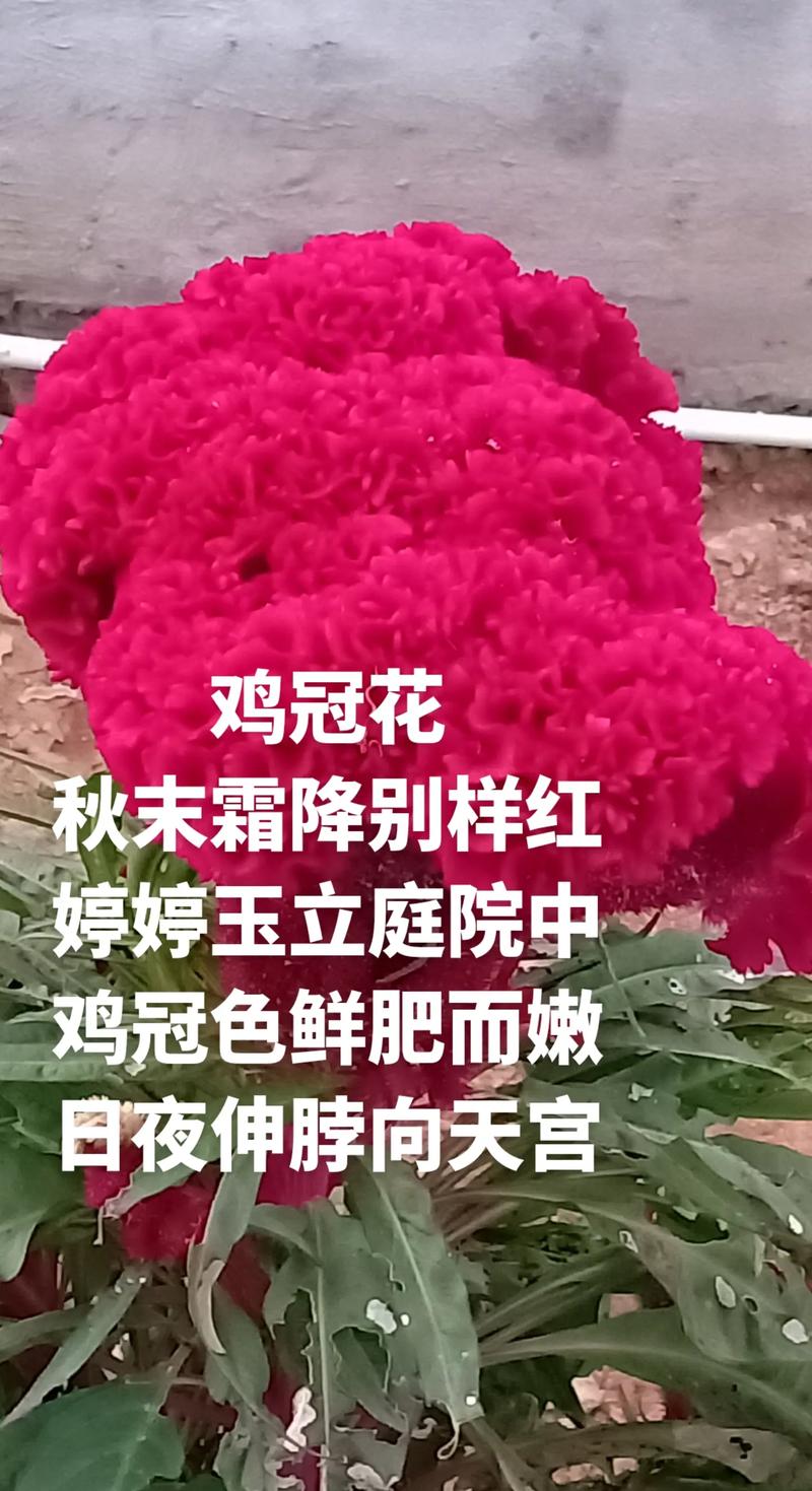 鸡冠花冬天能开吗，鸡冠花冬天怎么养-第5张图片-优品飞百科