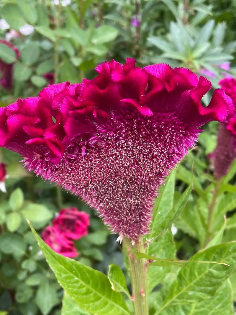 鸡冠花冬天能开吗，鸡冠花冬天怎么养-第6张图片-优品飞百科