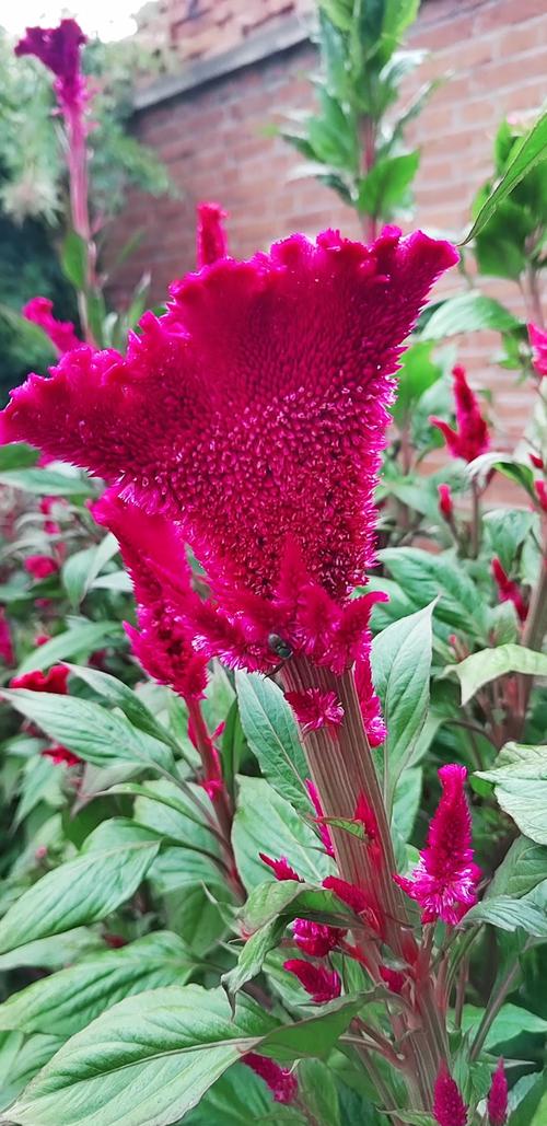 鸡冠花冬天能开吗，鸡冠花冬天怎么养-第7张图片-优品飞百科