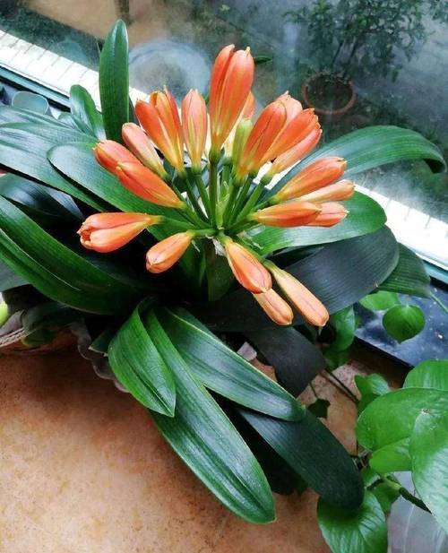 这4种漂亮花养家里？家养比较好看的花？