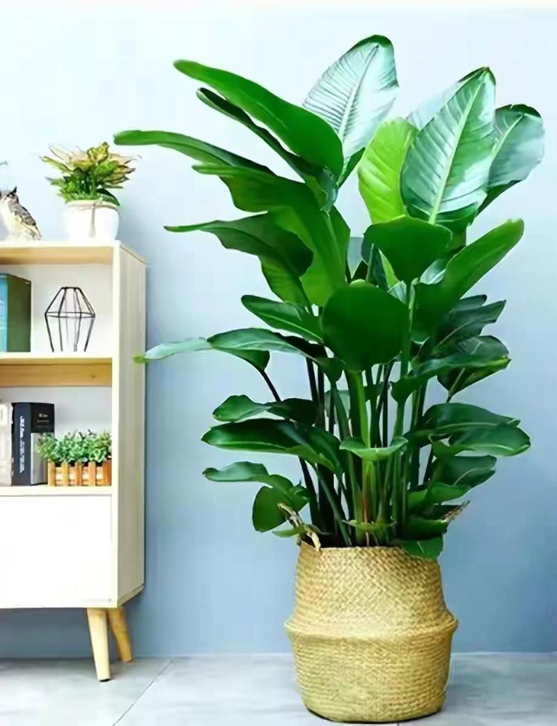 这4种漂亮花养家里？家养比较好看的花？-第2张图片-优品飞百科