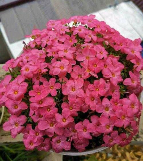 这4种漂亮花养家里？家养比较好看的花？-第3张图片-优品飞百科