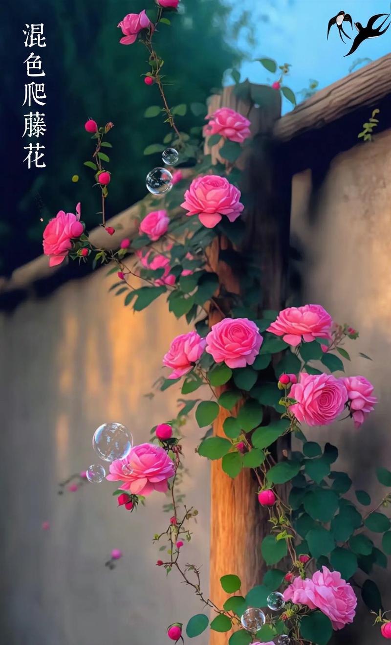 这4种漂亮花养家里？家养比较好看的花？-第4张图片-优品飞百科