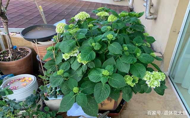 这4种漂亮花养家里？家养比较好看的花？-第5张图片-优品飞百科