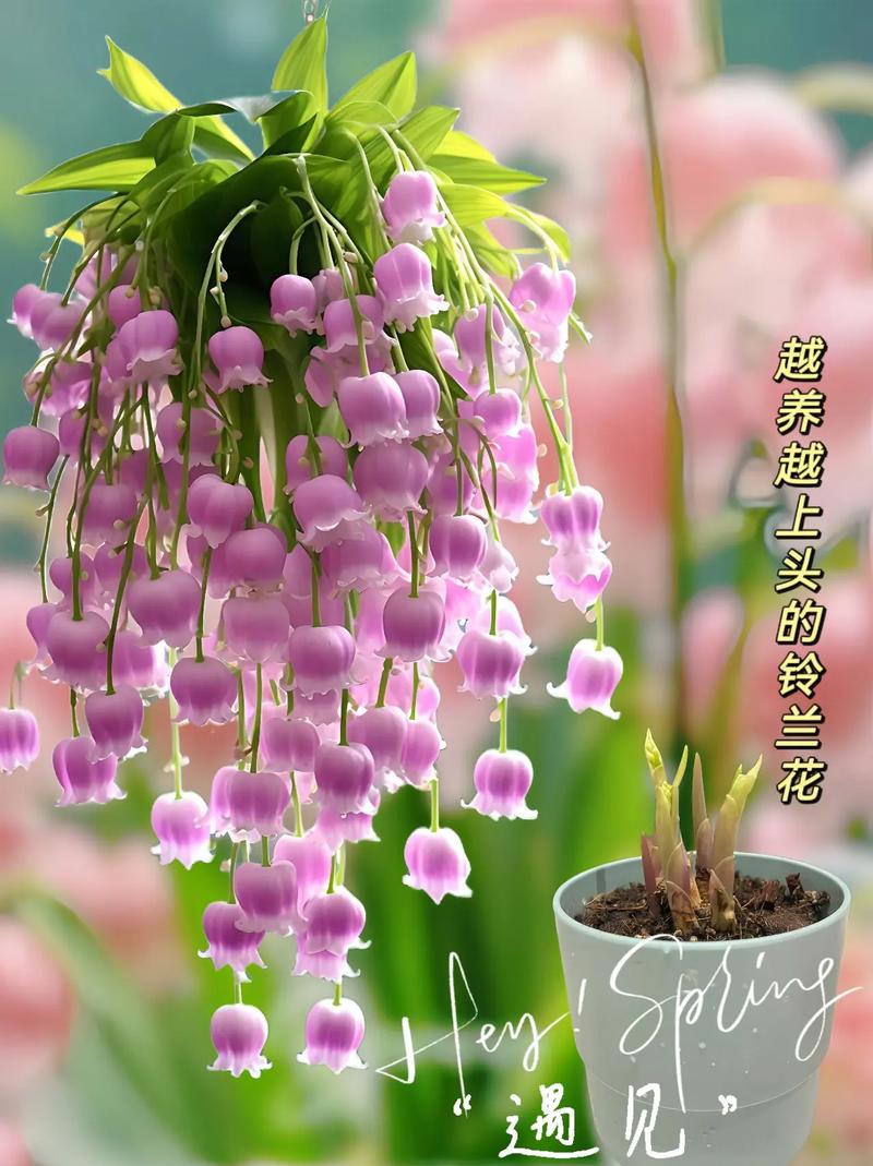 这4种漂亮花养家里？家养比较好看的花？-第6张图片-优品飞百科