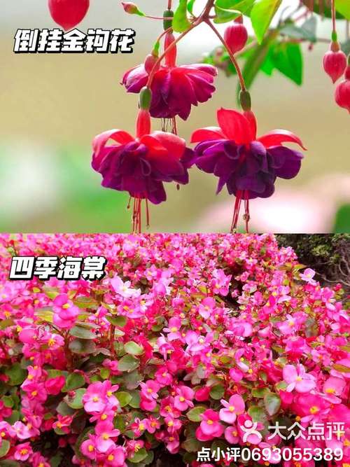 这4种漂亮花养家里？家养比较好看的花？-第7张图片-优品飞百科