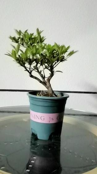 杜鹃花怎么修剪，杜鹃花怎么修剪,下次才会开花？