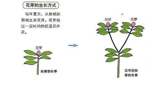 杜鹃花怎么修剪，杜鹃花怎么修剪,下次才会开花？-第2张图片-优品飞百科