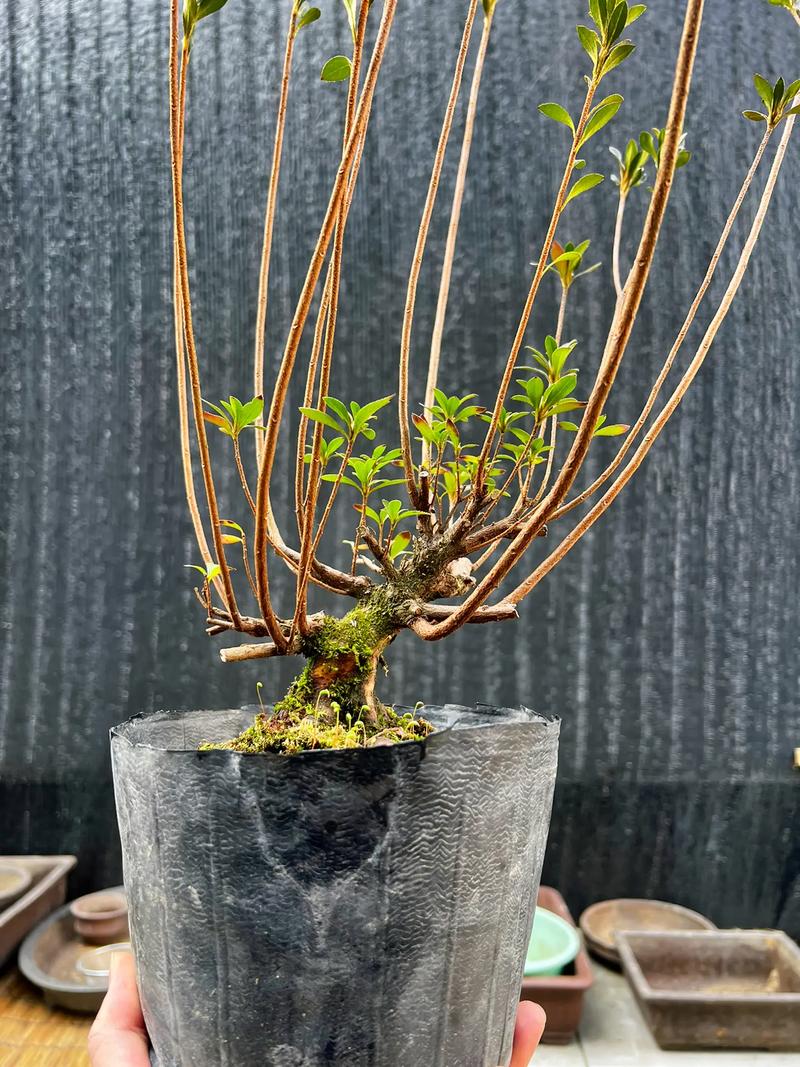 杜鹃花怎么修剪，杜鹃花怎么修剪,下次才会开花？-第3张图片-优品飞百科