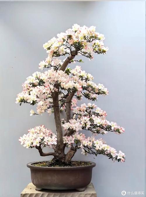 杜鹃花怎么修剪，杜鹃花怎么修剪,下次才会开花？-第4张图片-优品飞百科