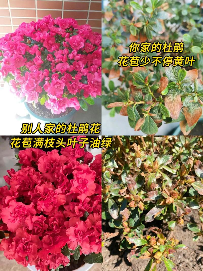 杜鹃花怎么修剪，杜鹃花怎么修剪,下次才会开花？-第5张图片-优品飞百科