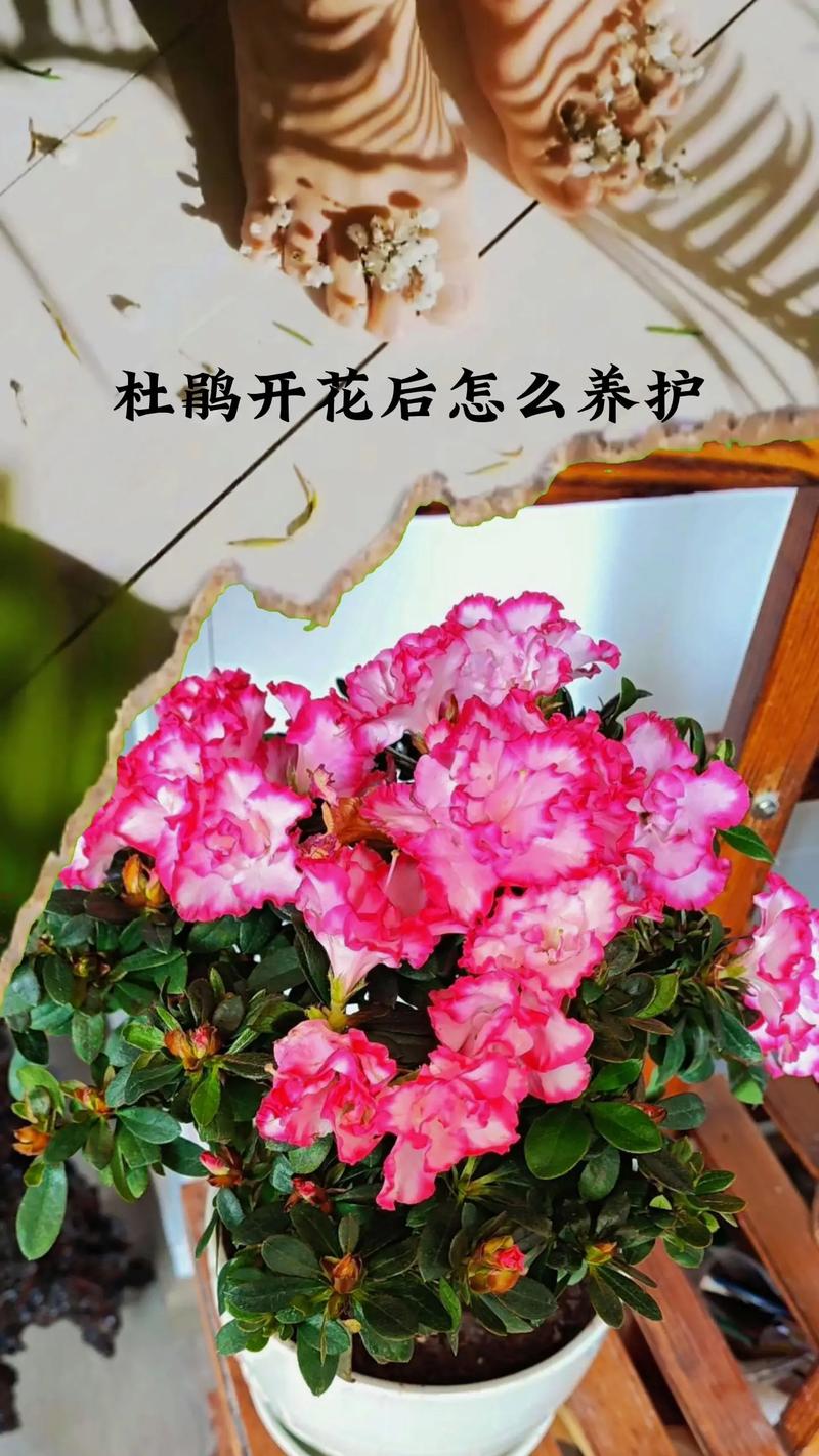 杜鹃花怎么修剪，杜鹃花怎么修剪,下次才会开花？-第7张图片-优品飞百科