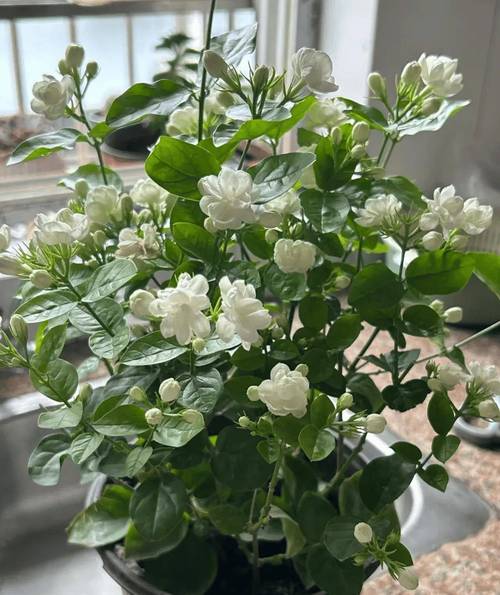 茉莉花开花后怎么办，茉莉花开完花怎么办？