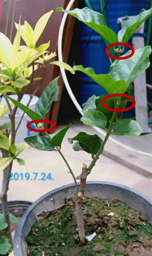 茉莉花开花后怎么办，茉莉花开完花怎么办？-第2张图片-优品飞百科