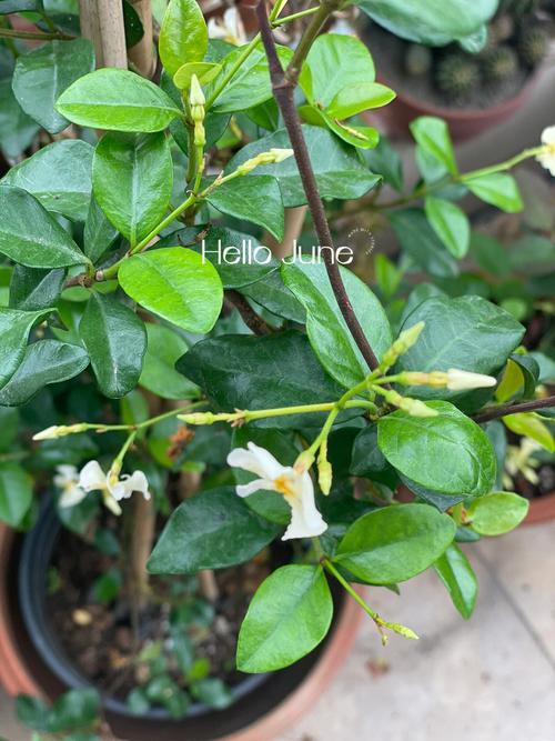 茉莉花开花后怎么办，茉莉花开完花怎么办？-第3张图片-优品飞百科