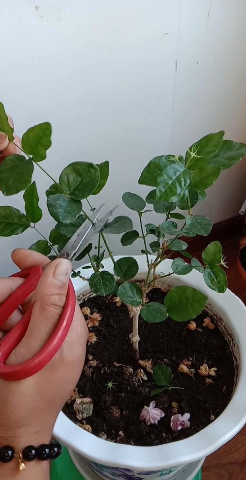 茉莉花开花后怎么办，茉莉花开完花怎么办？-第4张图片-优品飞百科