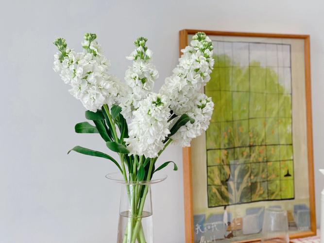 紫罗兰如何插瓶，紫罗兰插瓶需要剪根吗？