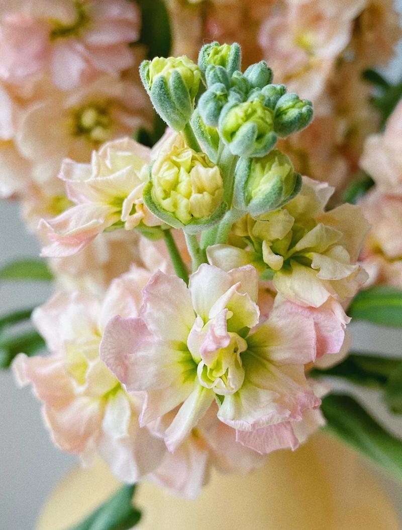 紫罗兰如何插瓶,紫罗兰插瓶需要剪根吗?-第3张图片-优品飞百科 紫罗兰如何插瓶,紫罗兰插瓶需要剪根吗?-第3张图片-优品飞百科