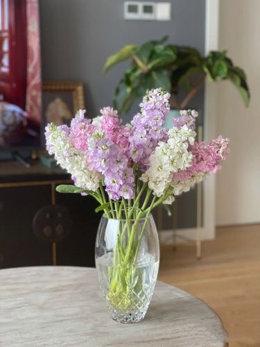 紫罗兰如何插瓶,紫罗兰插瓶需要剪根吗?-第4张图片-优品飞百科 紫罗兰如何插瓶,紫罗兰插瓶需要剪根吗?-第4张图片-优品飞百科