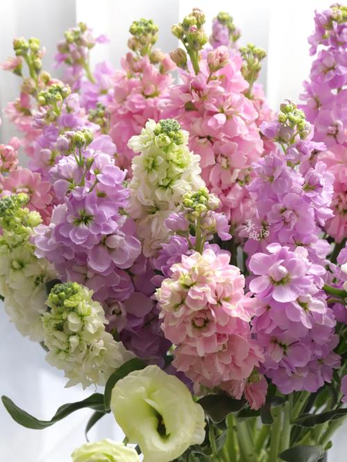 紫罗兰如何插瓶,紫罗兰插瓶需要剪根吗?-第5张图片-优品飞百科 紫罗兰如何插瓶,紫罗兰插瓶需要剪根吗?-第5张图片-优品飞百科