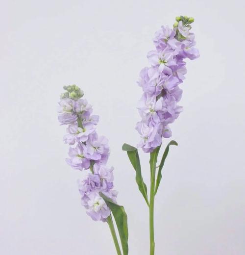 紫罗兰如何插瓶,紫罗兰插瓶需要剪根吗?-第8张图片-优品飞百科 紫罗兰如何插瓶,紫罗兰插瓶需要剪根吗?-第8张图片-优品飞百科