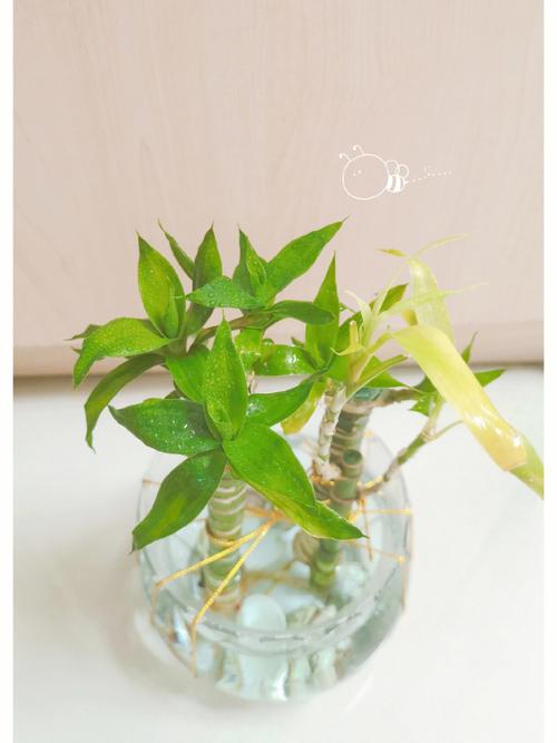 水养富贵竹加白醋行吗？水养富贵竹加白醋富贵竹养几棵好？