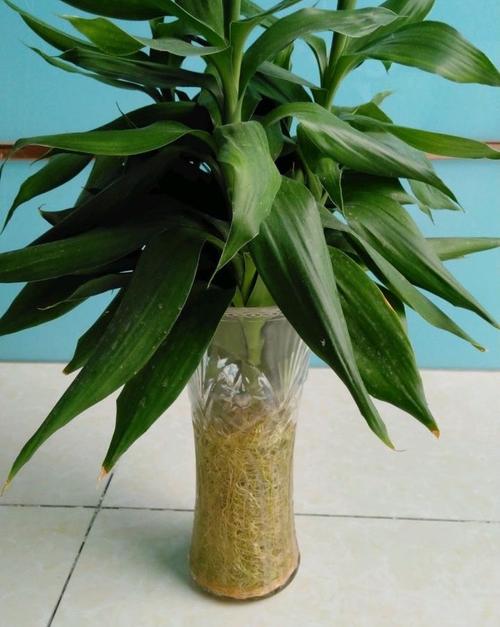 水养富贵竹加白醋行吗？水养富贵竹加白醋富贵竹养几棵好？-第3张图片-优品飞百科